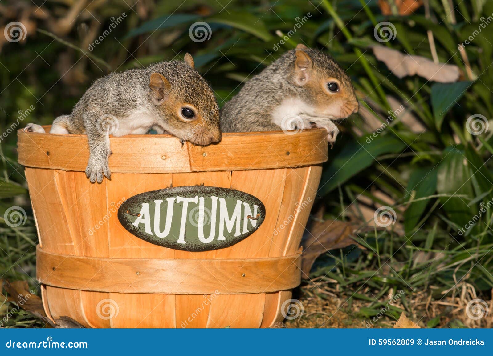 Baby Gray Squirrels stock image. Image of biology, animal 59562809