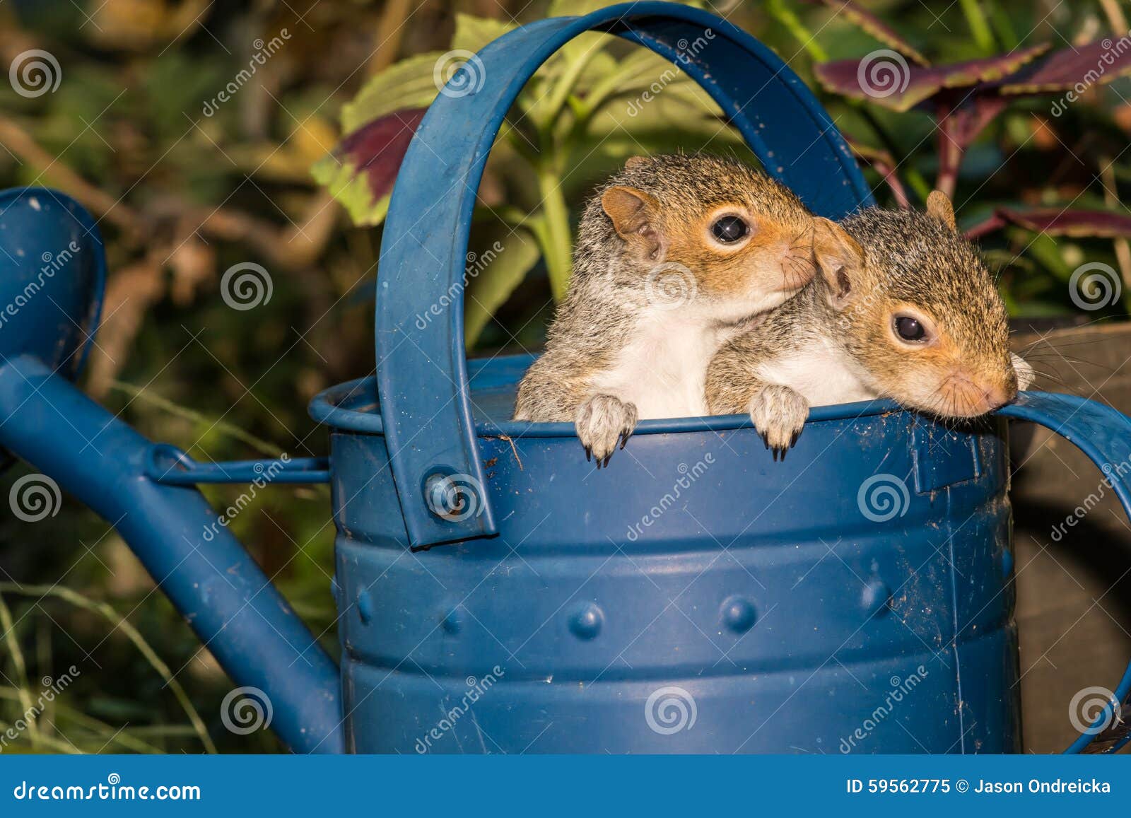 Baby Gray Squirrels stock image. Image of eastern, furry 59562775