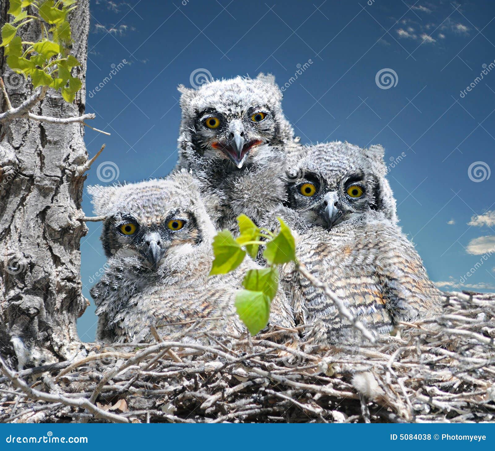 Baby Great Horned Owls stock photo. Image of wild, animal 5084038
