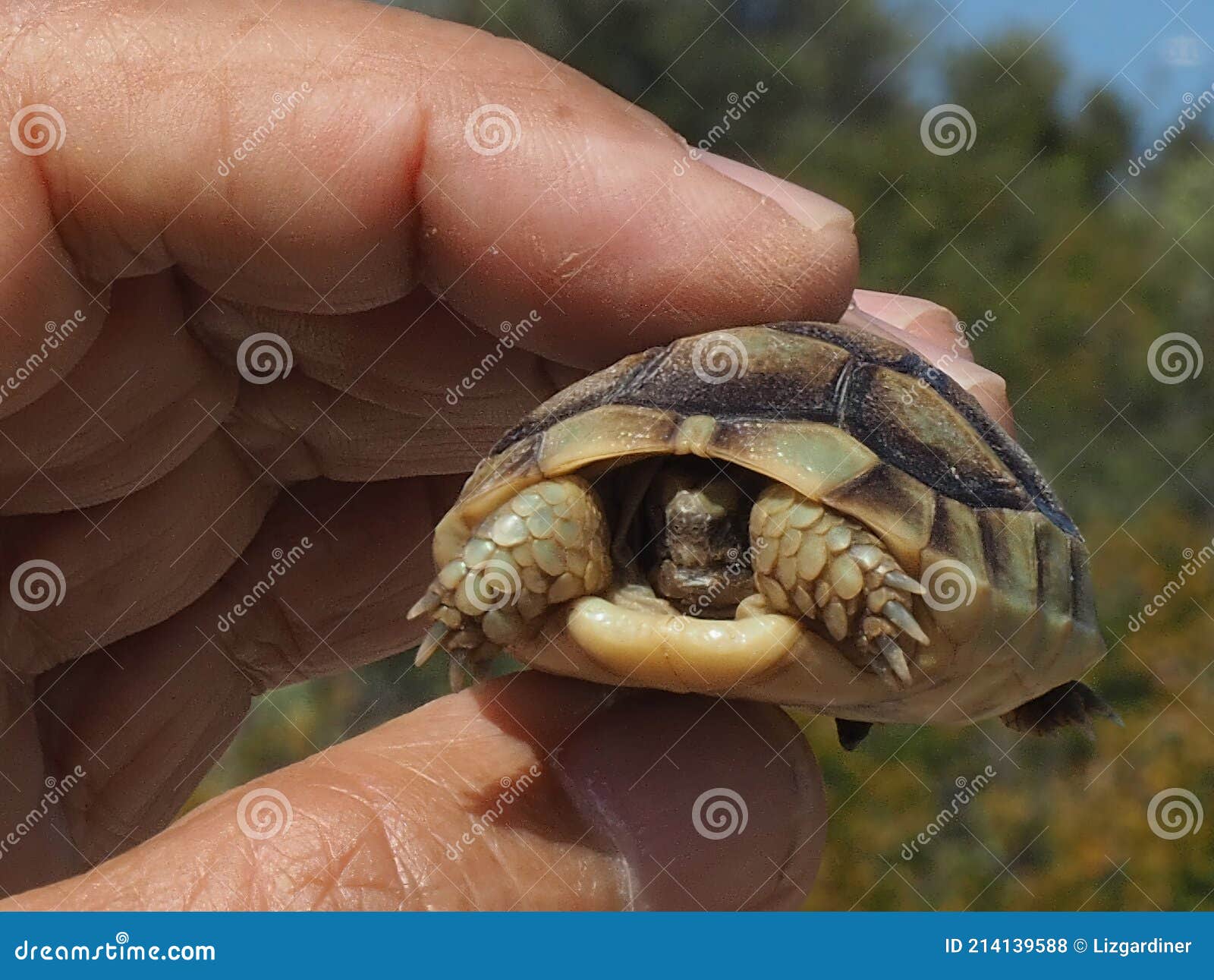 Testudo hotsell graeca baby