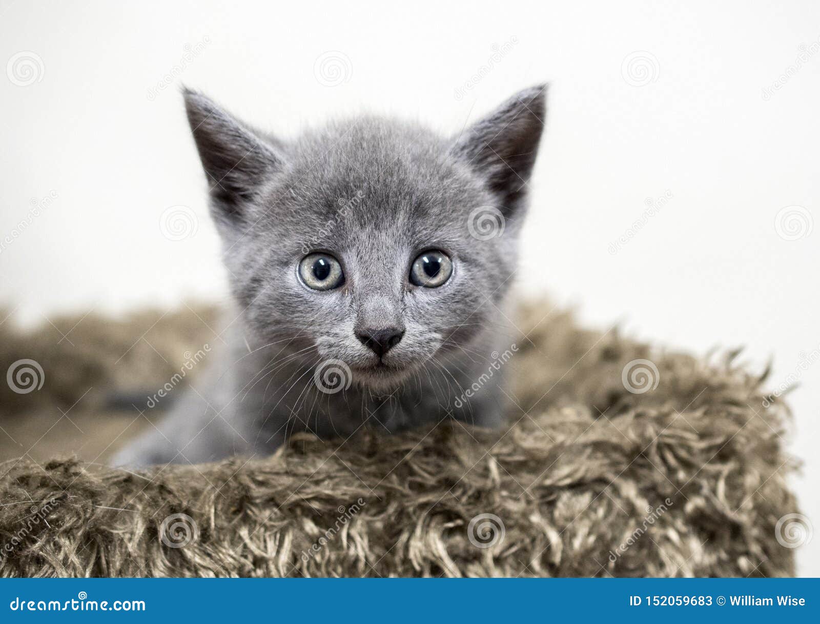 grey baby kitten