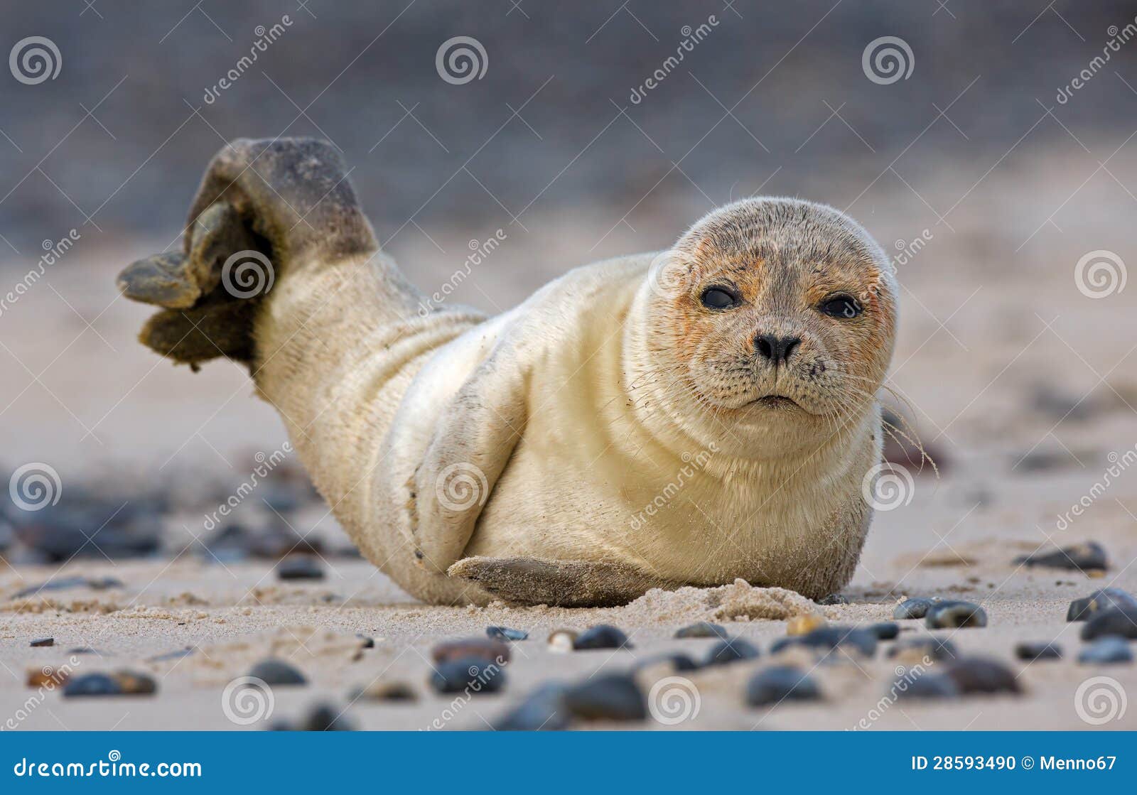 Baby grey seal stock photo. Image of grey, nook, resting 28593490
