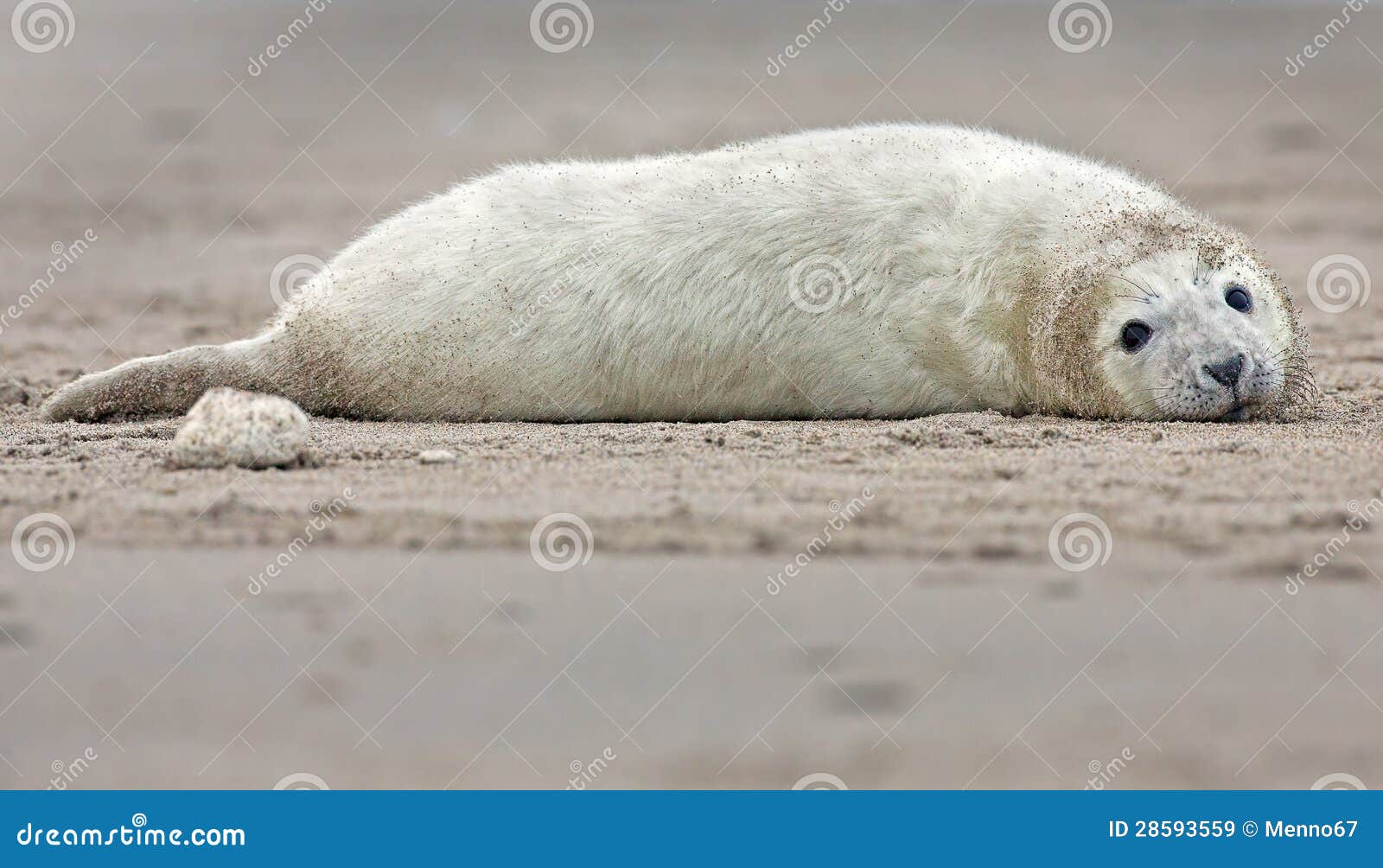 Baby grey seal stock image. Image of natural, mammal 28593559