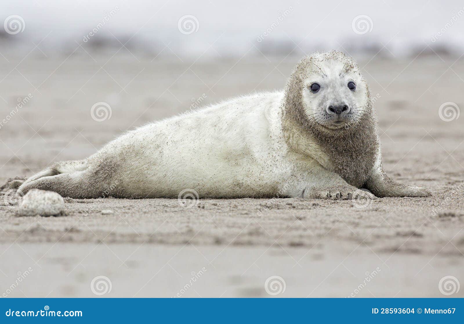 Baby grey seal stock photo. Image of marine, mouth, beach 28593604
