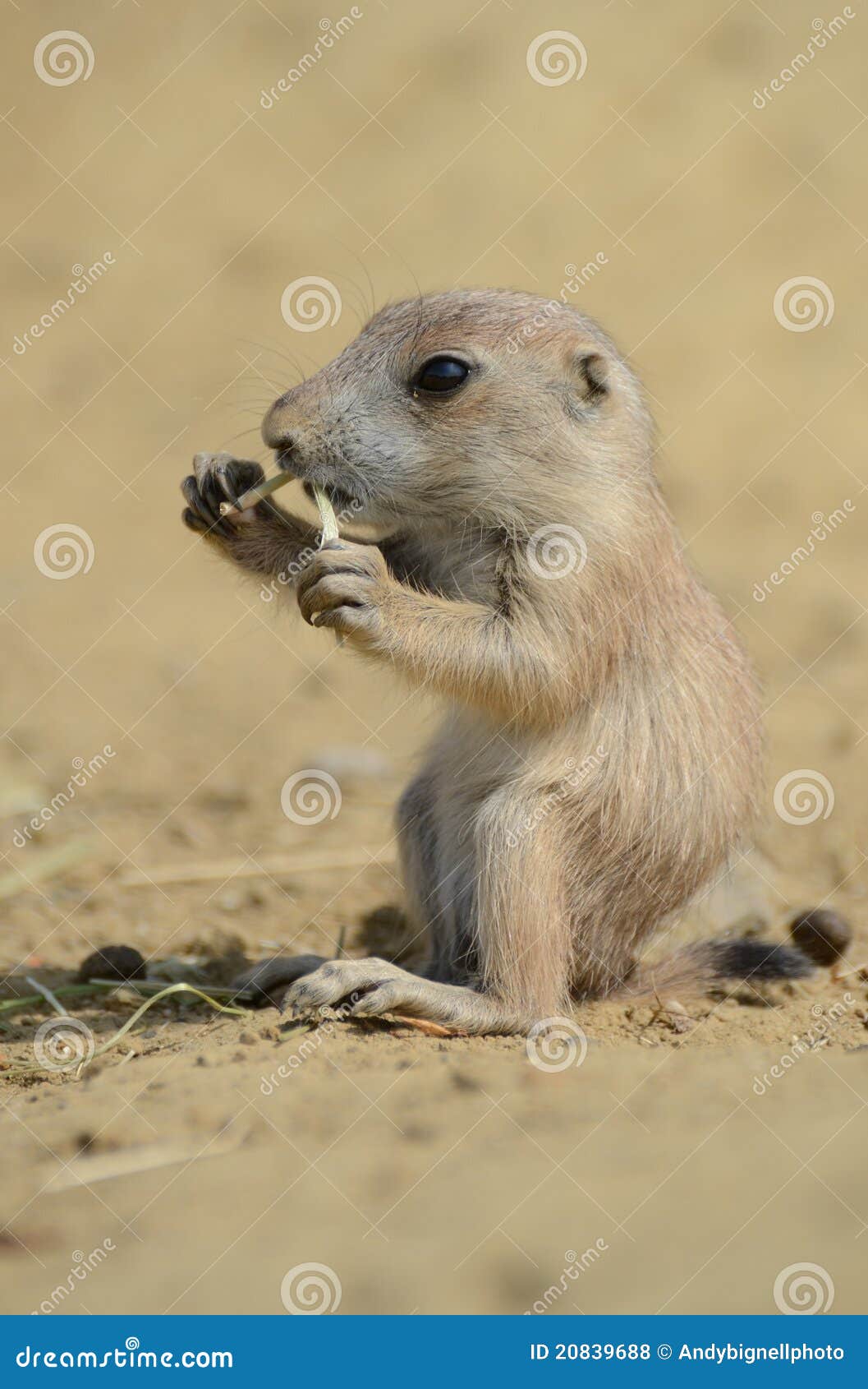 Baby ground squirrel stock photo. Image of baby, squirrel 20839688