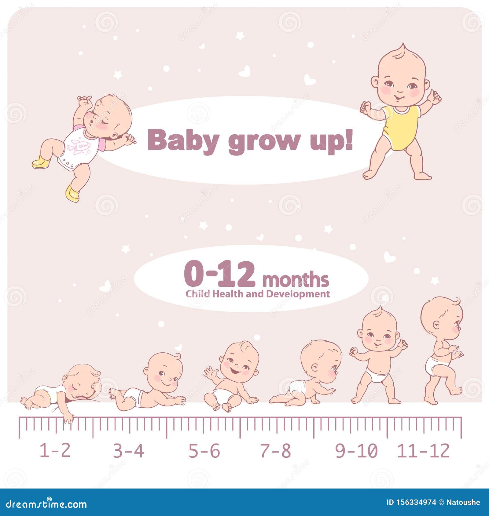 Baby Growth from Newborn To Toddler Scale with Months. Stock Vector ...