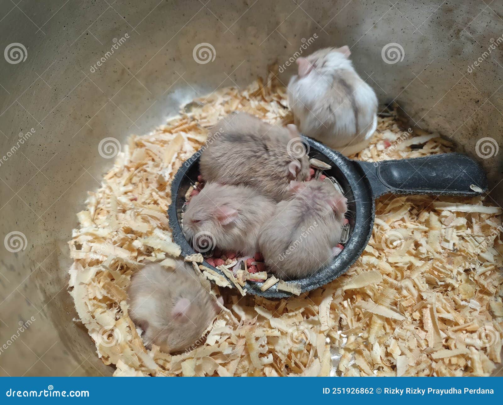 Baby Hamsters are Sleeping Together Stock Photo Image of rodent