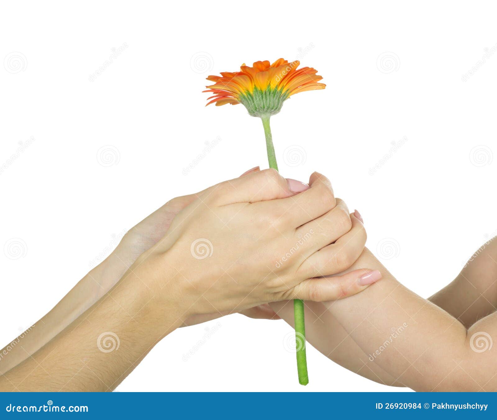 clipart hand holding flower - photo #9