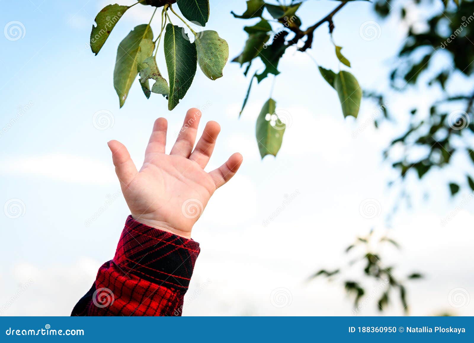 Baby Hand in Red Shirt Outside Stock Photo Image of little, gardening