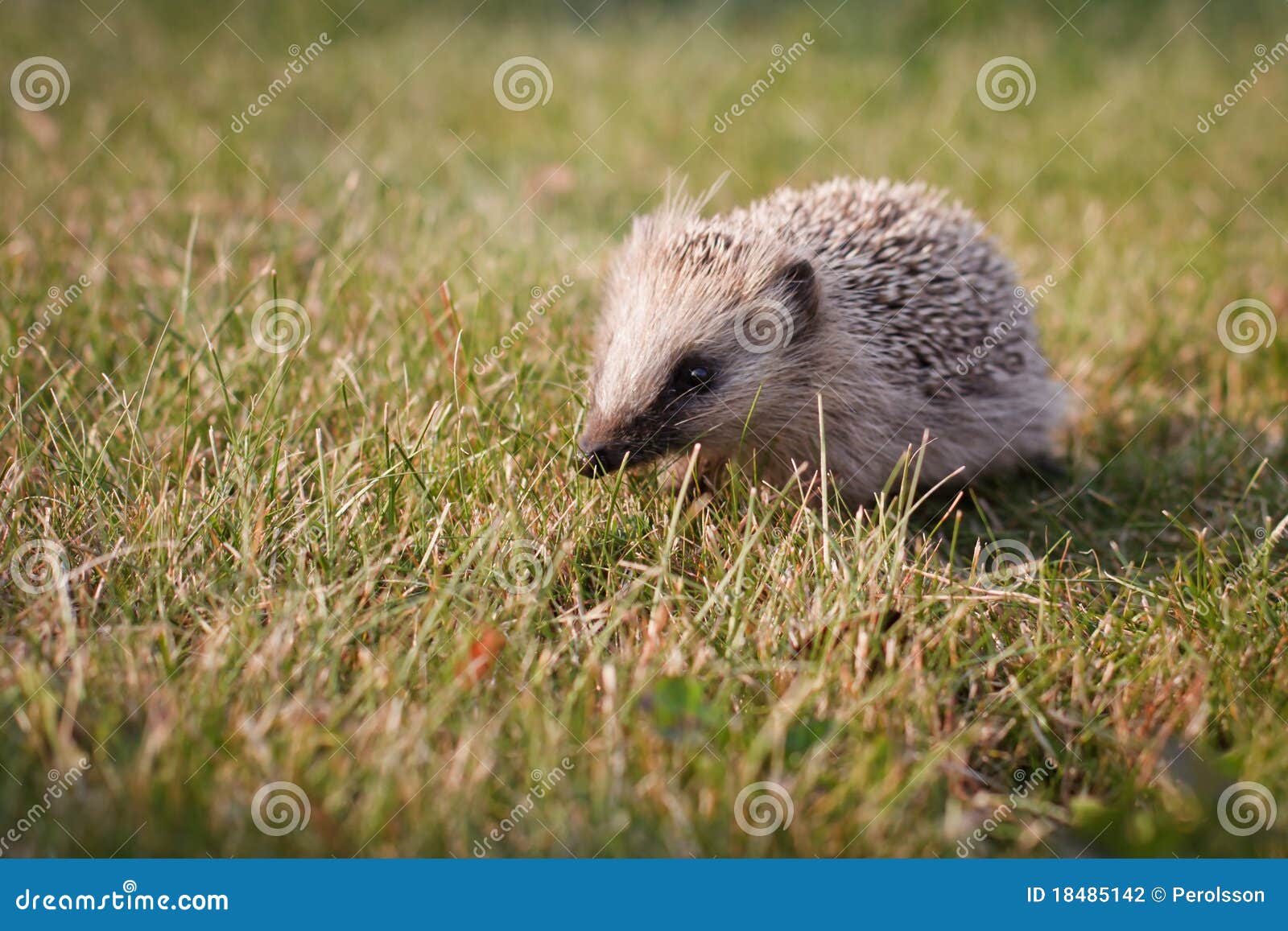 baby hedgehog