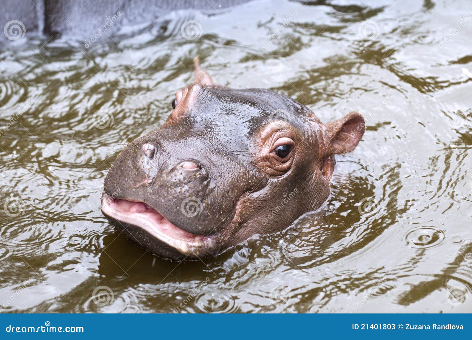 baby hippo