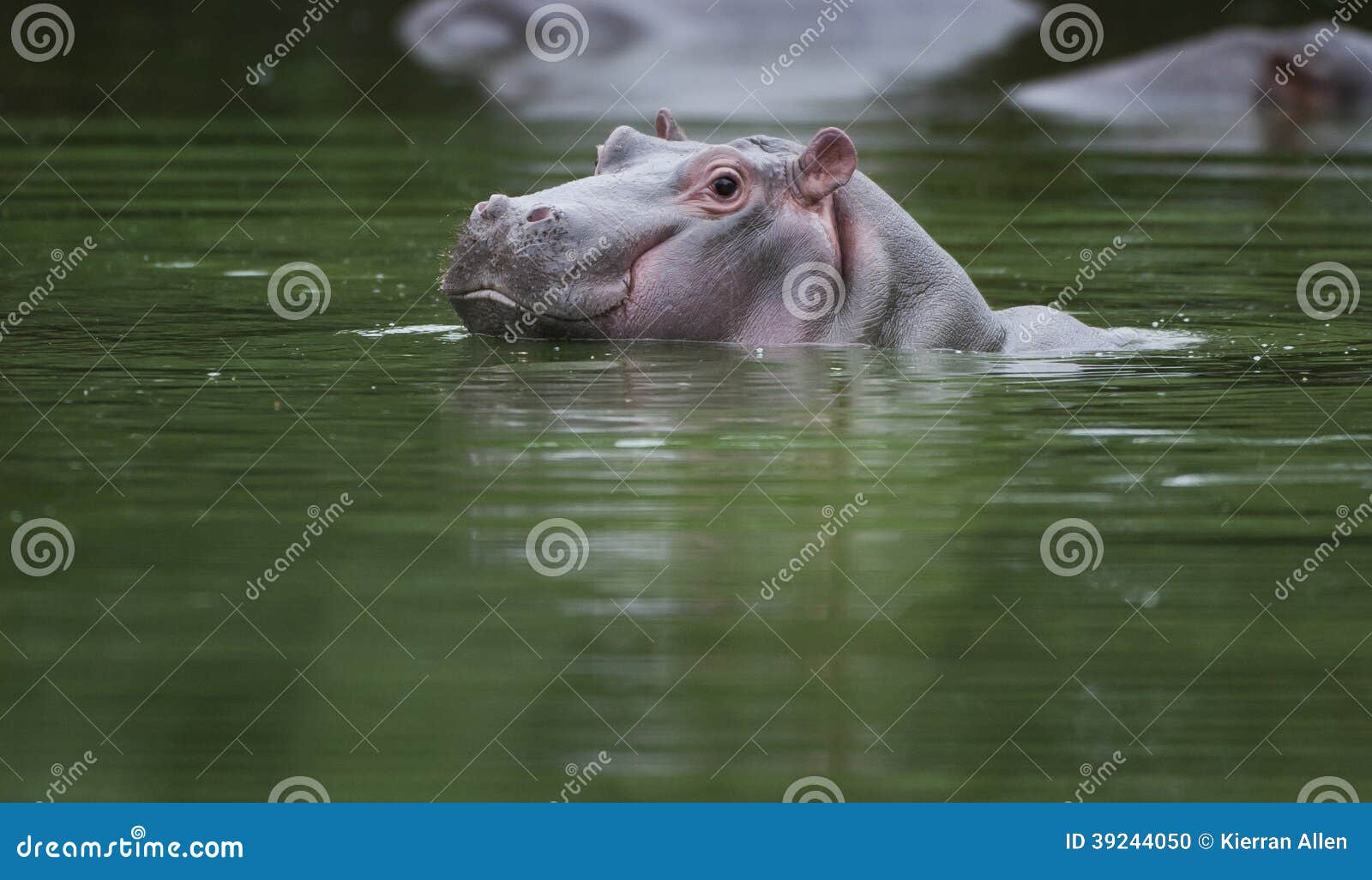 baby hippo in water
