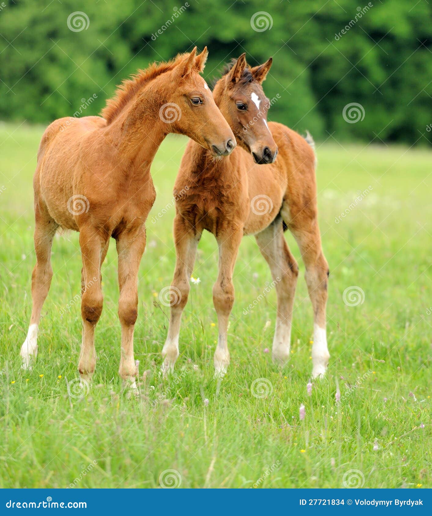 Mantel ik ga akkoord met Oprichter Baby horse. 1 day stock photo. Image of mare, grass, animal - 27721834
