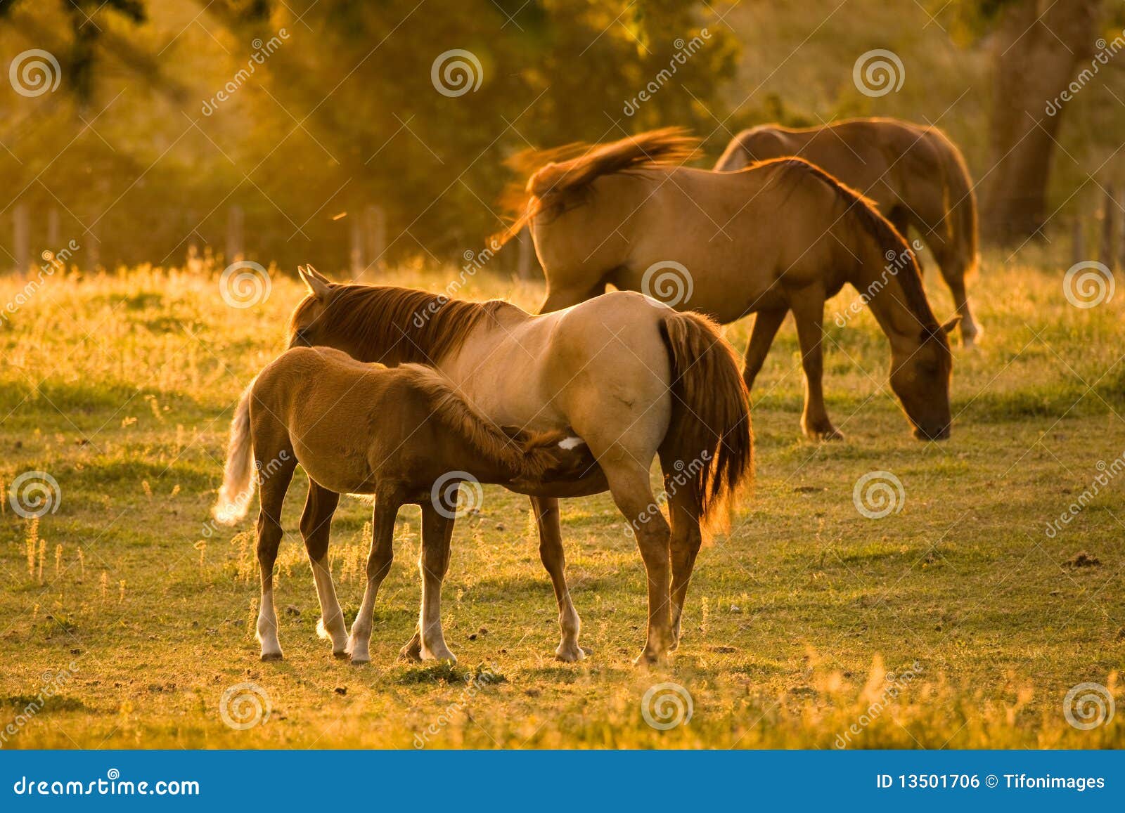 1,386 Baby Horse Feeding Stock Photos Free & RoyaltyFree Stock