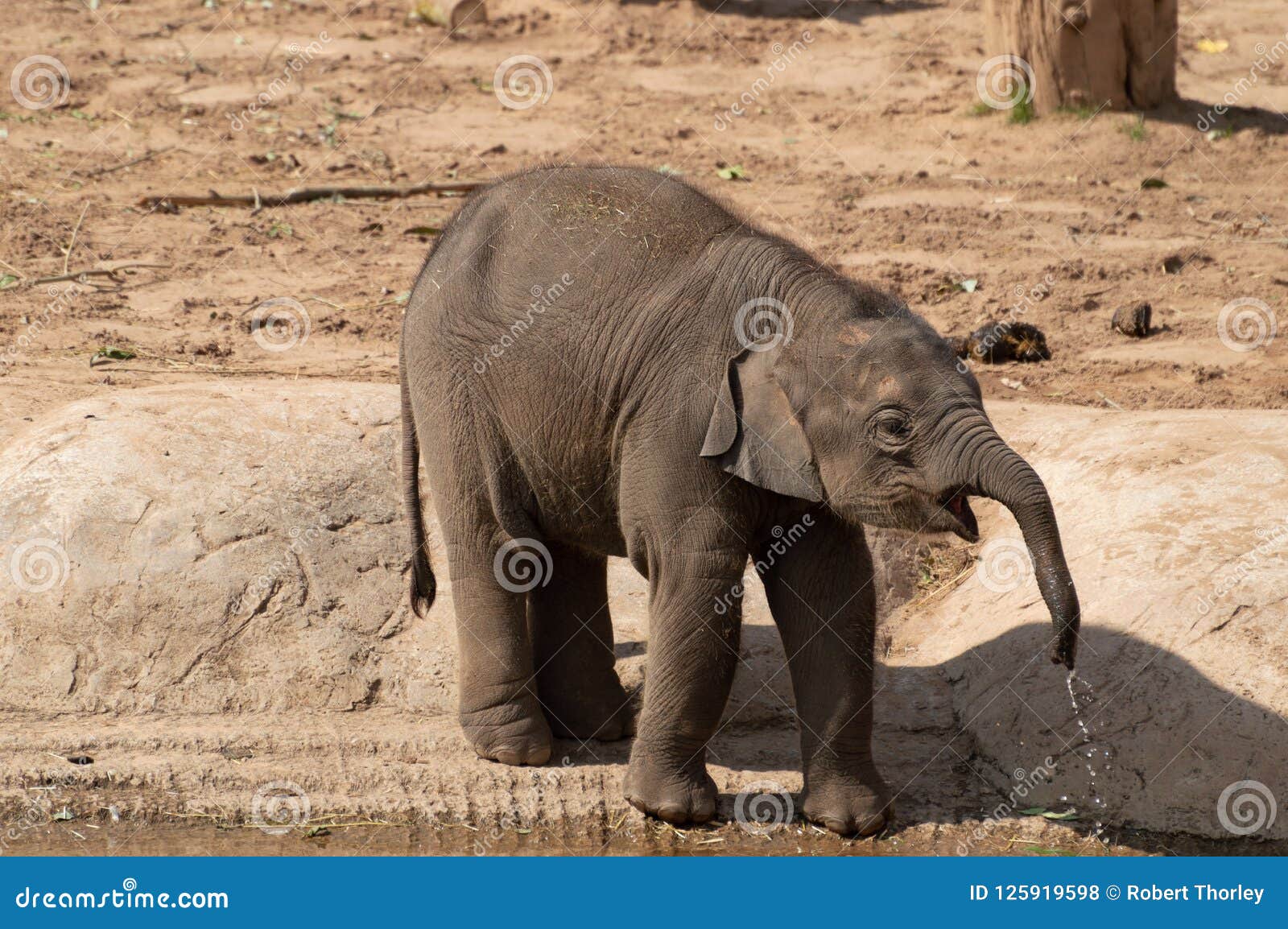 A Baby Indian Elephant Drinking from a Pool Stock Photo - Image of