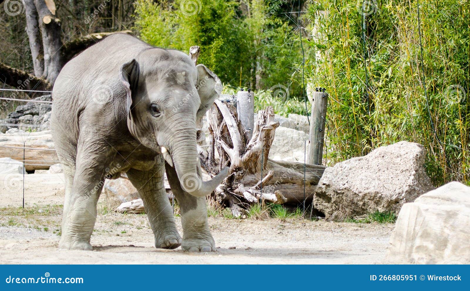 Baby Indian Elephant at the Zoo. Stock Image Image of wildlife