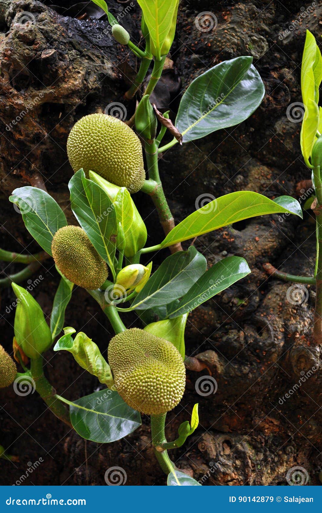 Baby jackfruit stock image. Image of exotic, kathal, jack 90142879