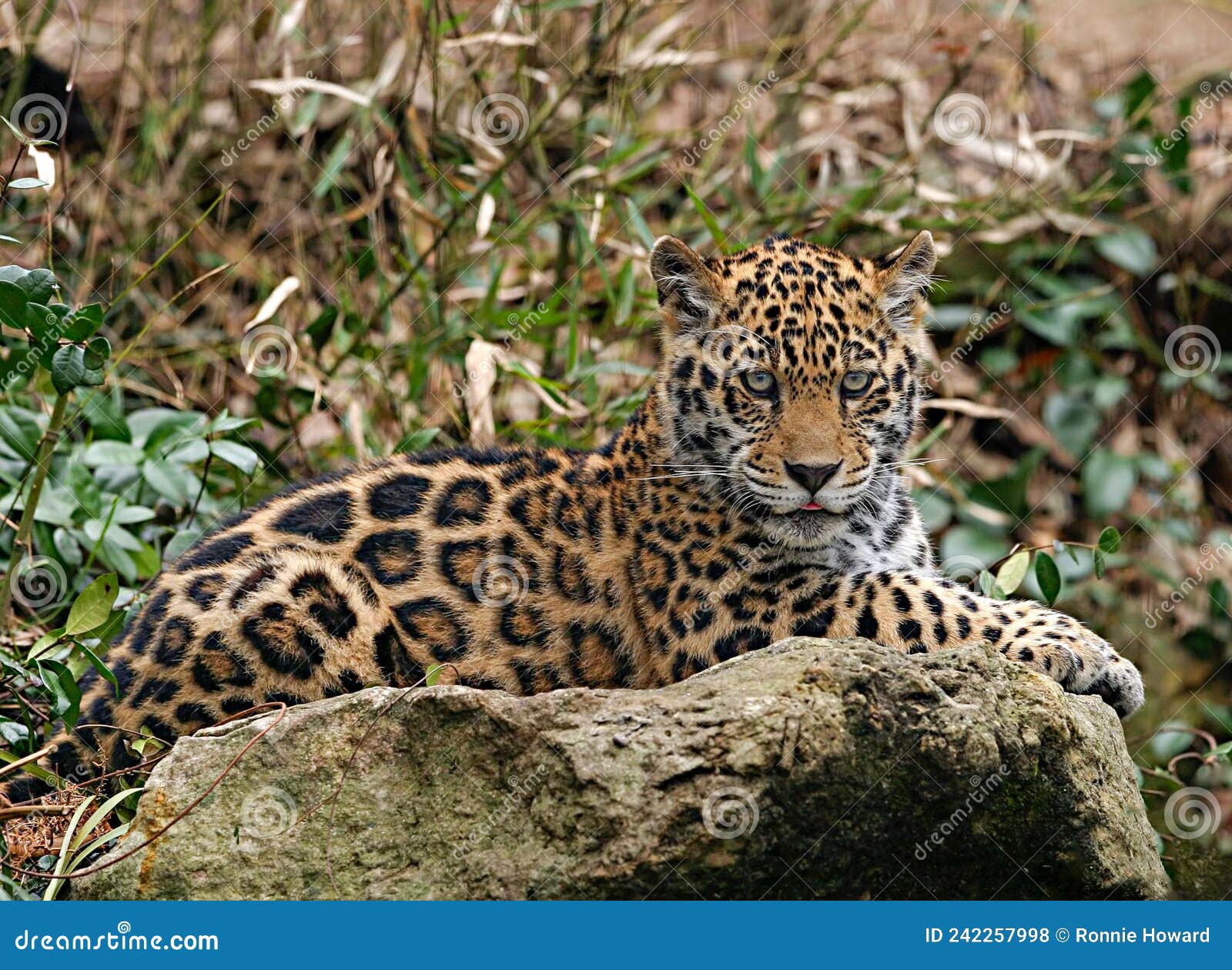 Baby Jaguar stock photo. Image of jungle, spots, africa 242257998