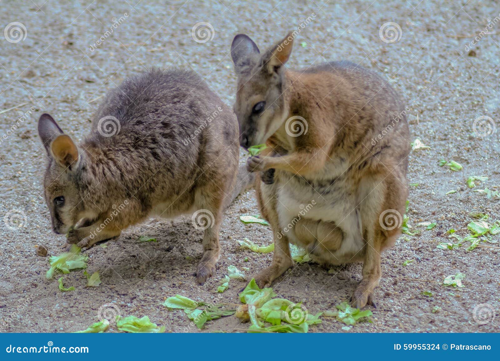 Baby kangaroo eating stock photo. Image of furry, marsupial 59955324
