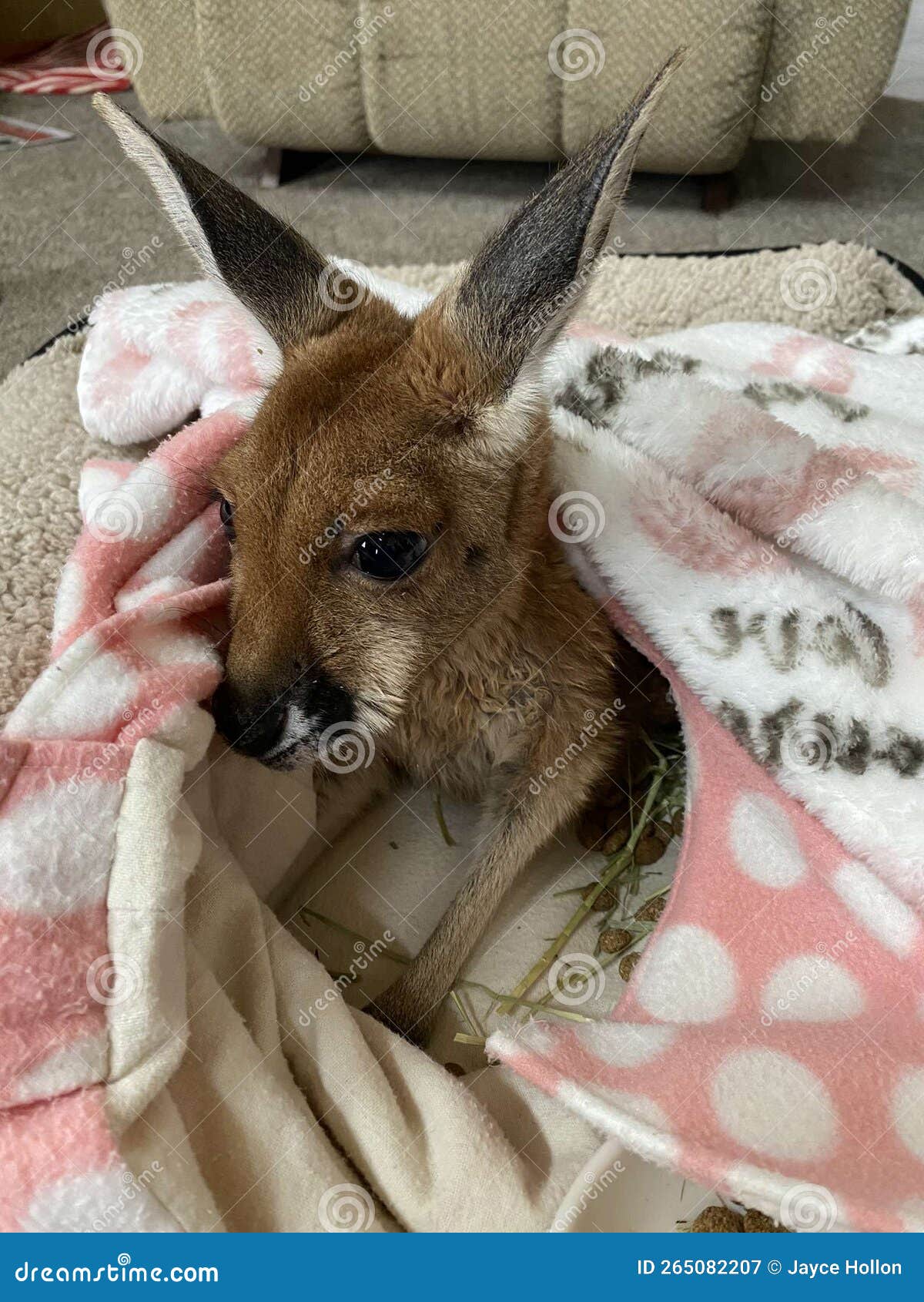 Baby Kangaroo Snuggled in a Blanket Stock Image Image of blanket