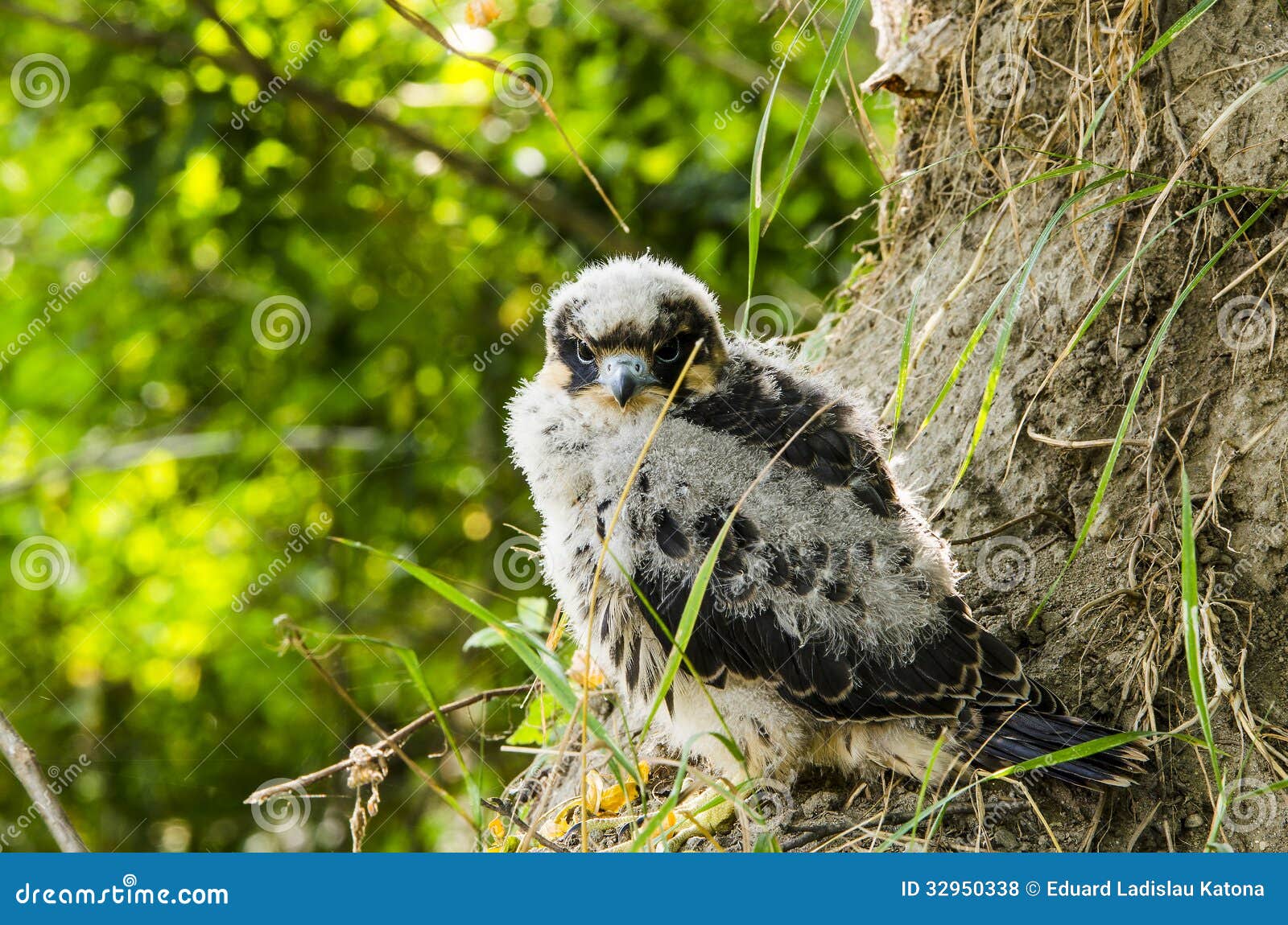 Baby Kite stock photo. Image of falcon, black, baby, hawk 32950338