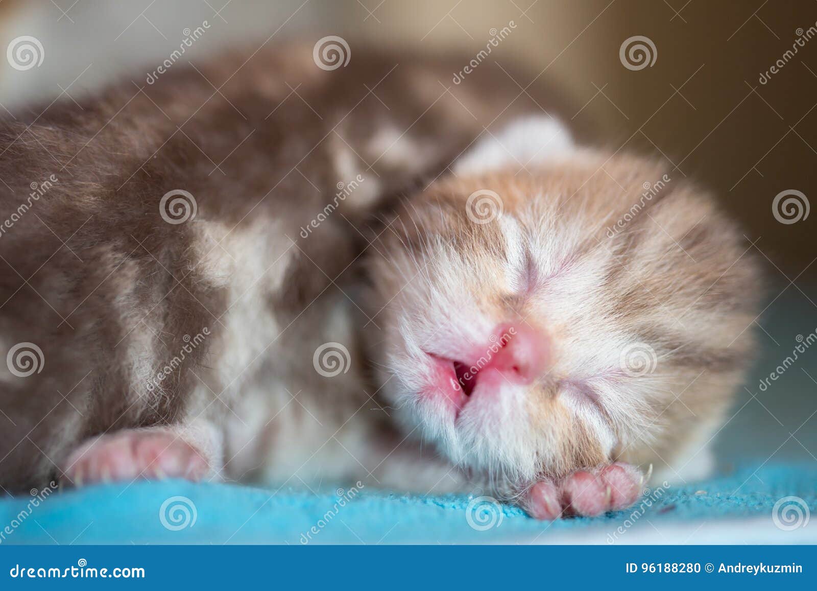 how much do baby kittens sleep