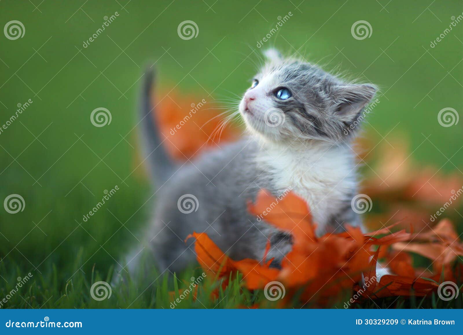 Baby Kittens Playing Outdoors in the Grass Stock Image Image of