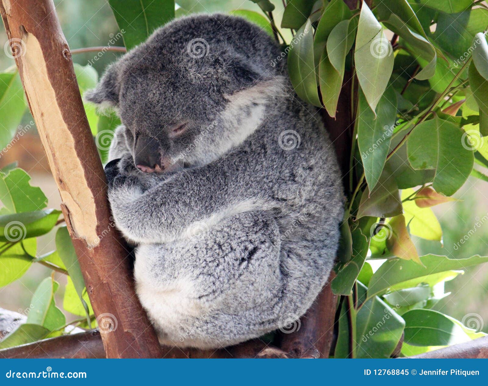 baby koala