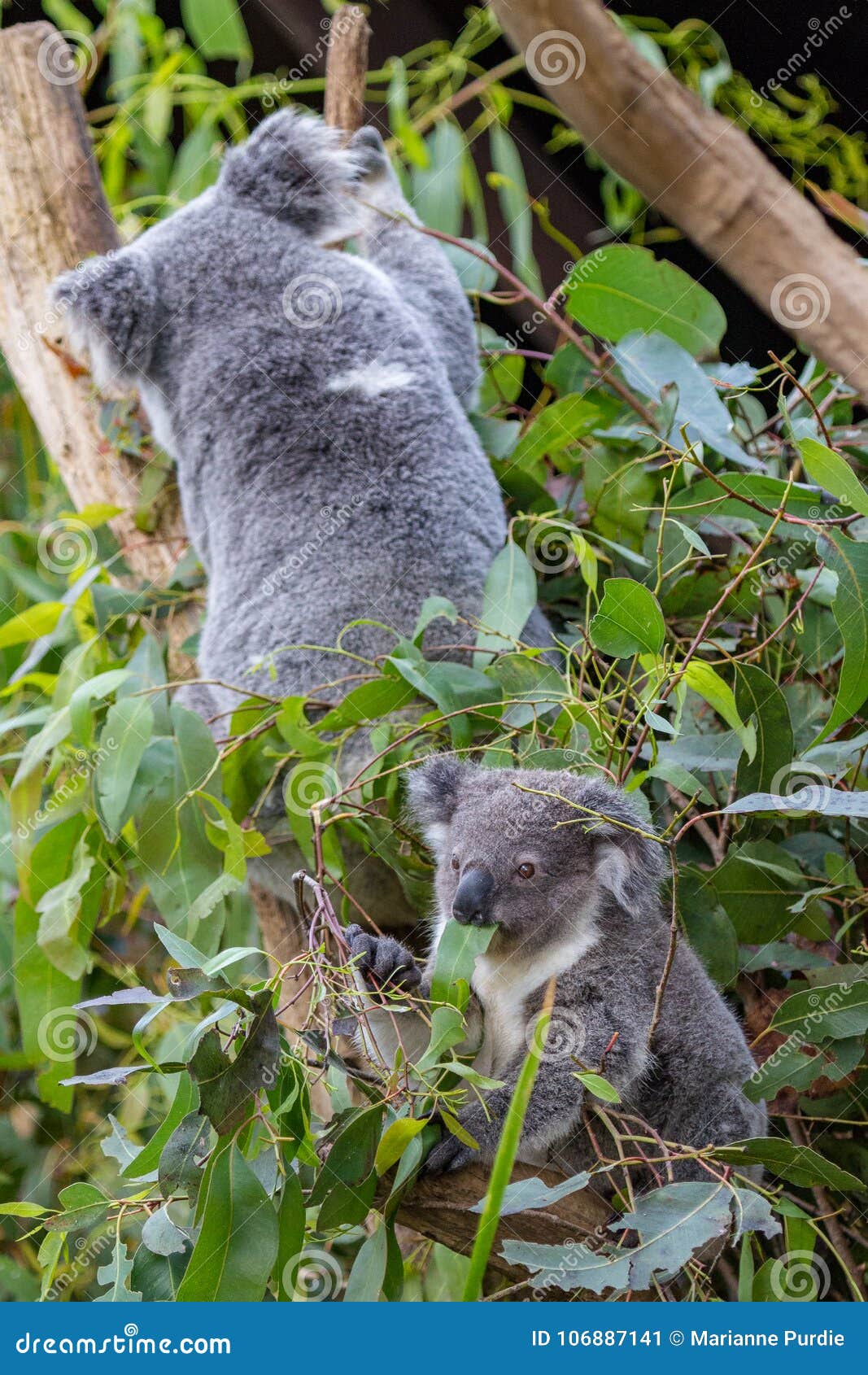All About Koalas: Sit in Trees & Eat Leaves – Gage Beasley