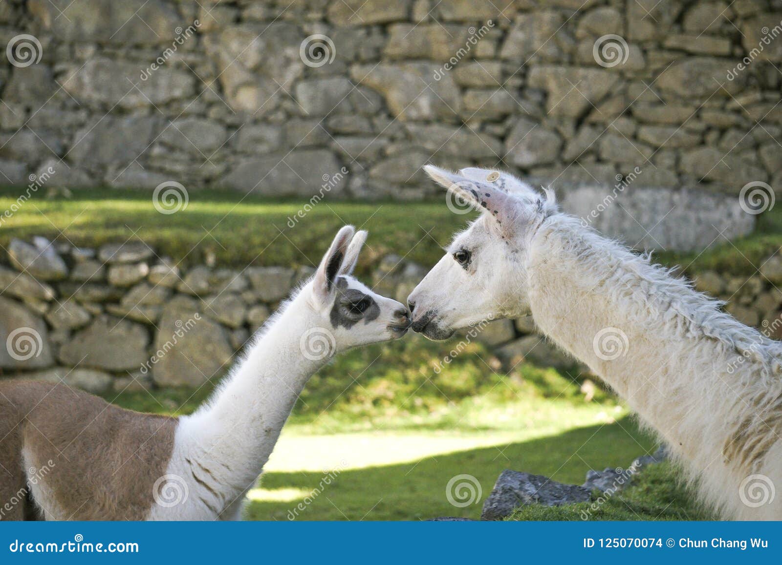 a baby lama kisses mommy lama in machu picchu area.