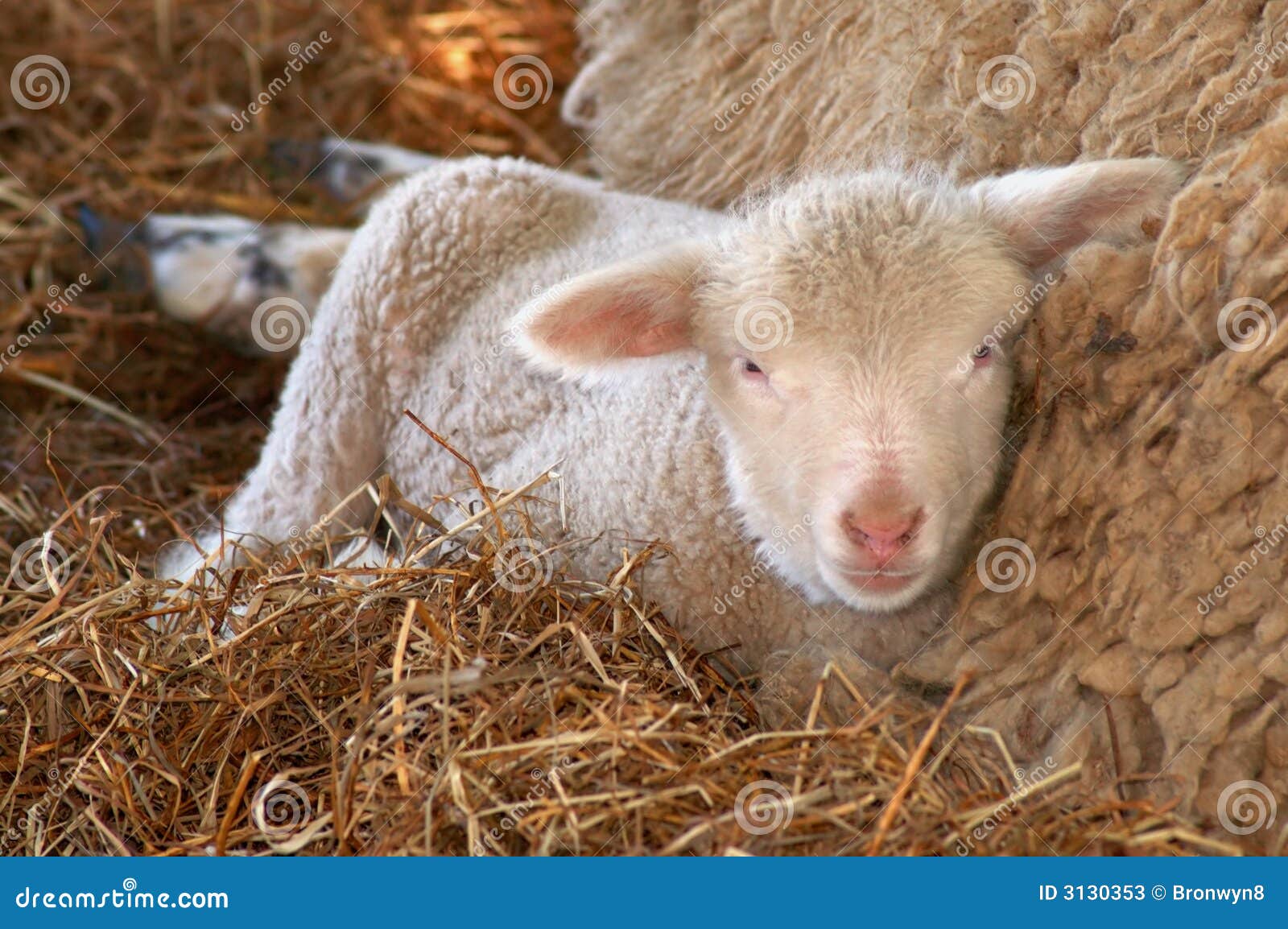 Baby Lamb stock image. Image of sheep, farm, domestic 3130353