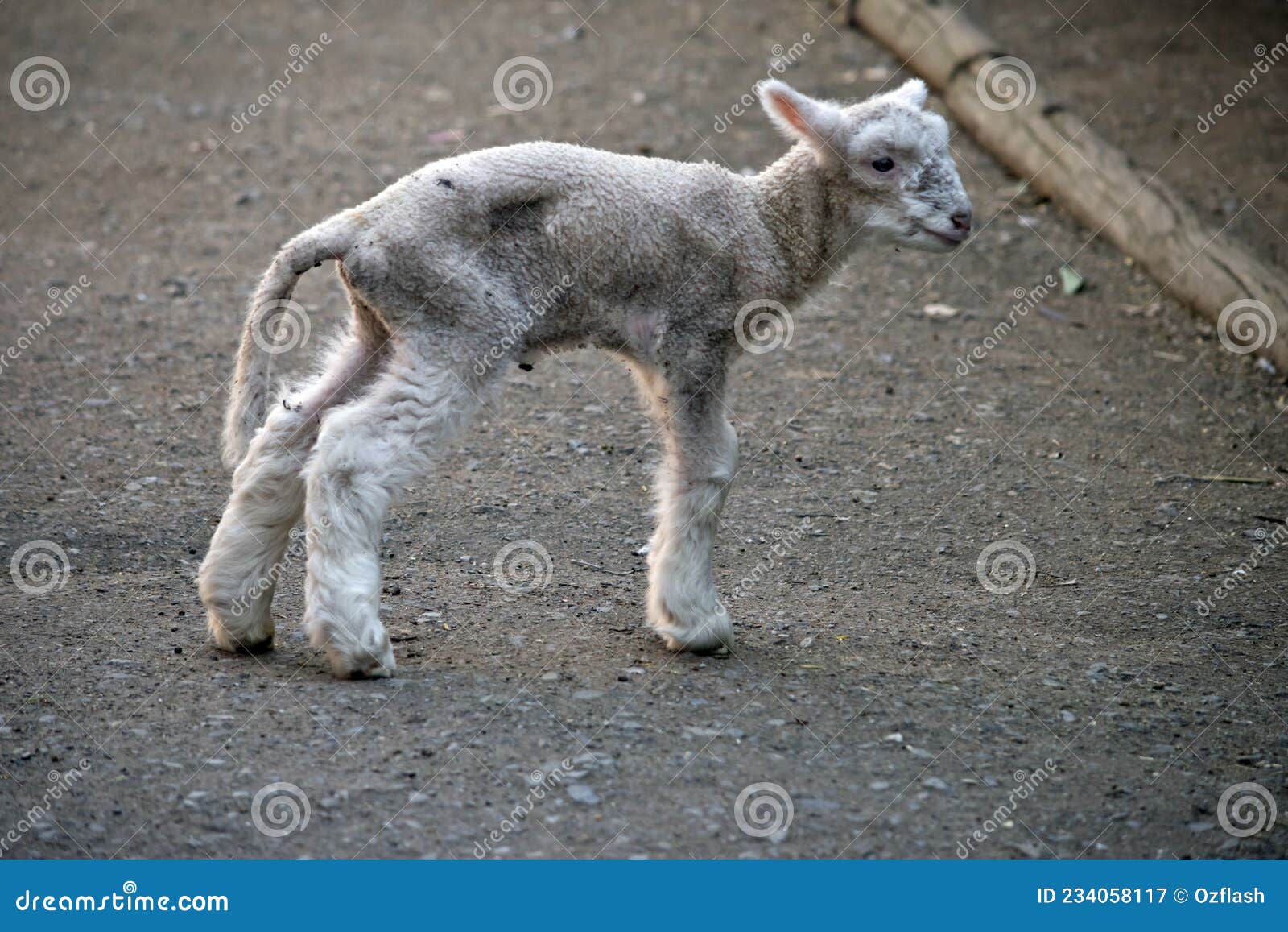 The Baby Lamb Still Has a Tail Stock Image Image of closeup
