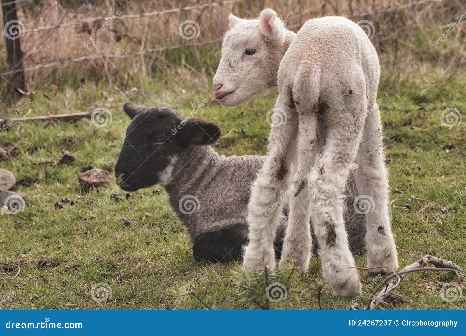 Baby lambs stock image. Image of summer, field, lambs 24267237
