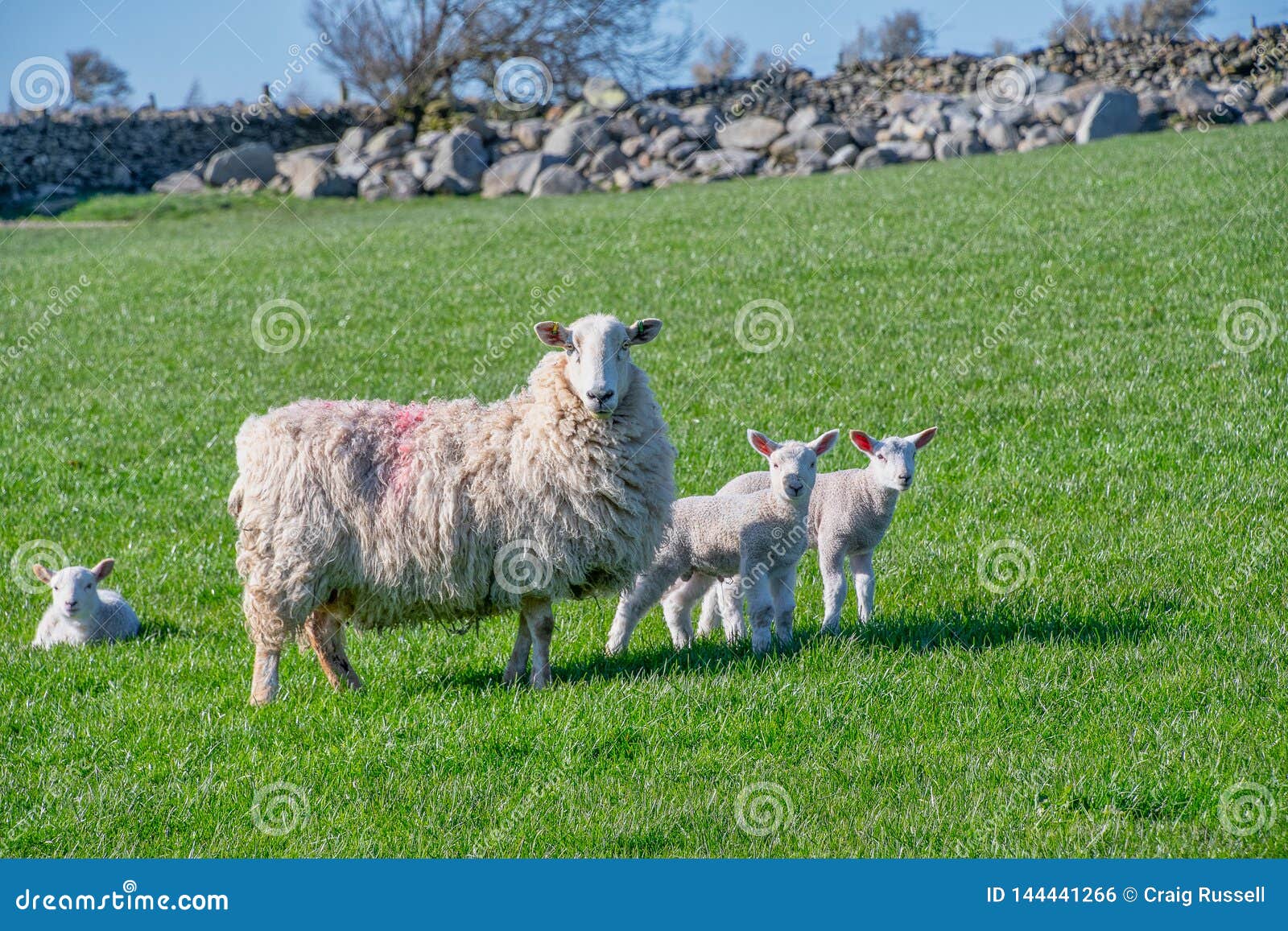 Baby Lambs with Their Mother Stock Photo Image of white, nature