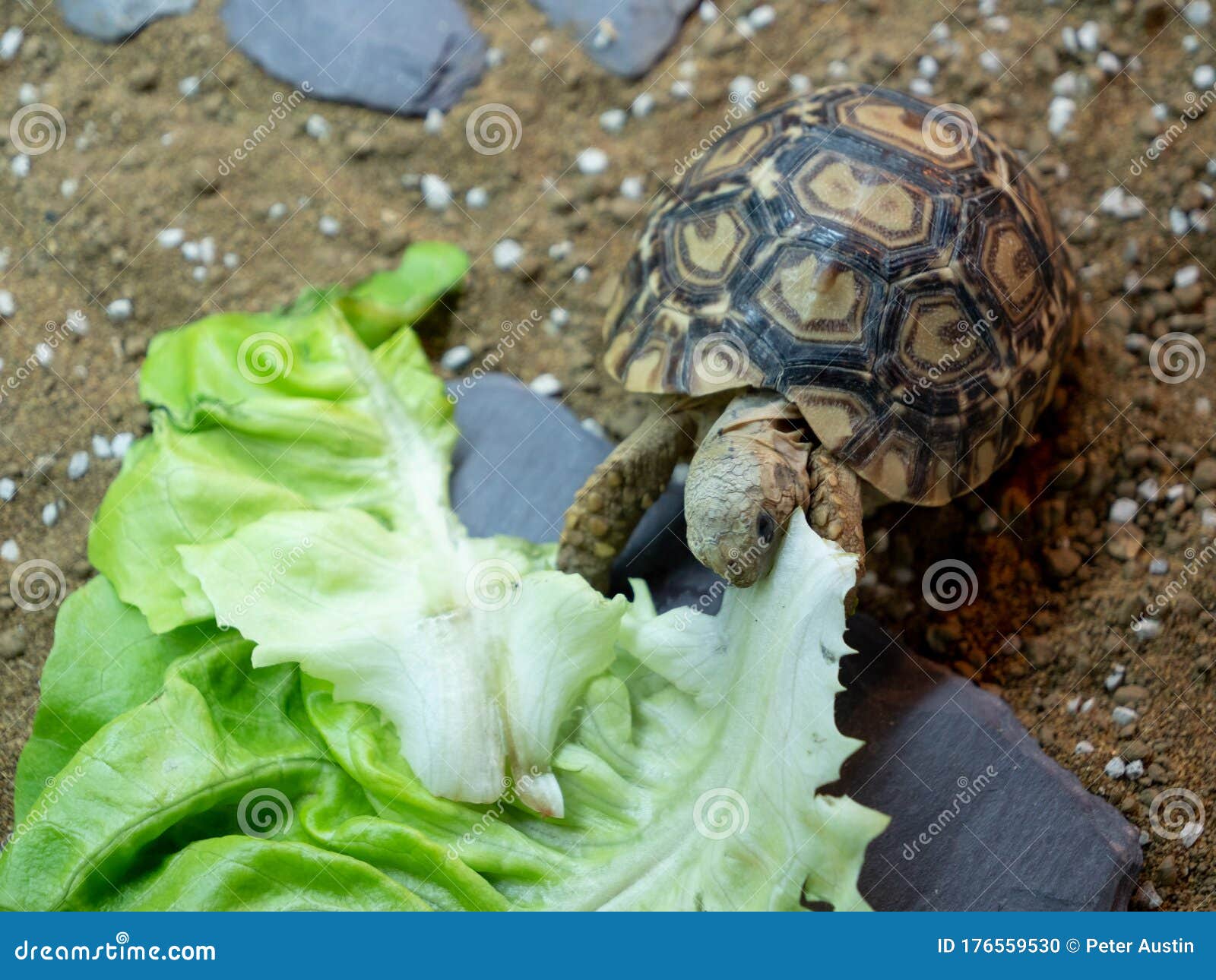 A Baby Leopard Tortoise Chowing Down on a Big Lettuce Leaf Stock Photo