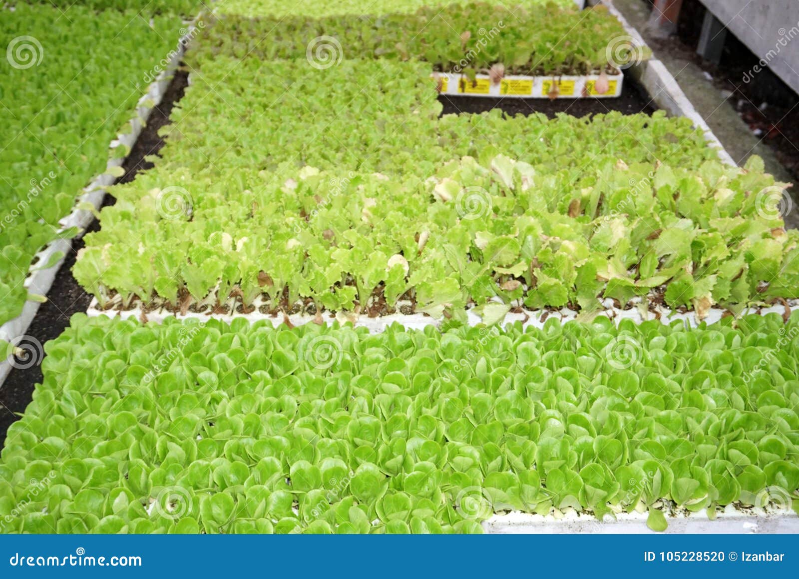 Baby Lettuce on Polystyrene Stock Photo Image of plant, grow 105228520