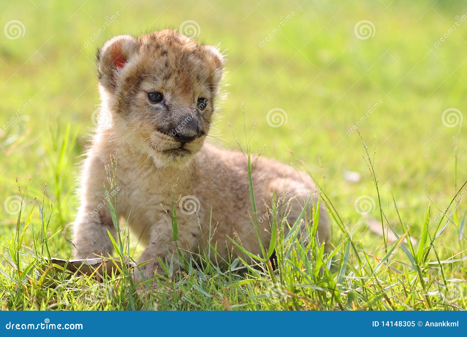 Baby lion stock image. Image of animal, alone, small 14148305