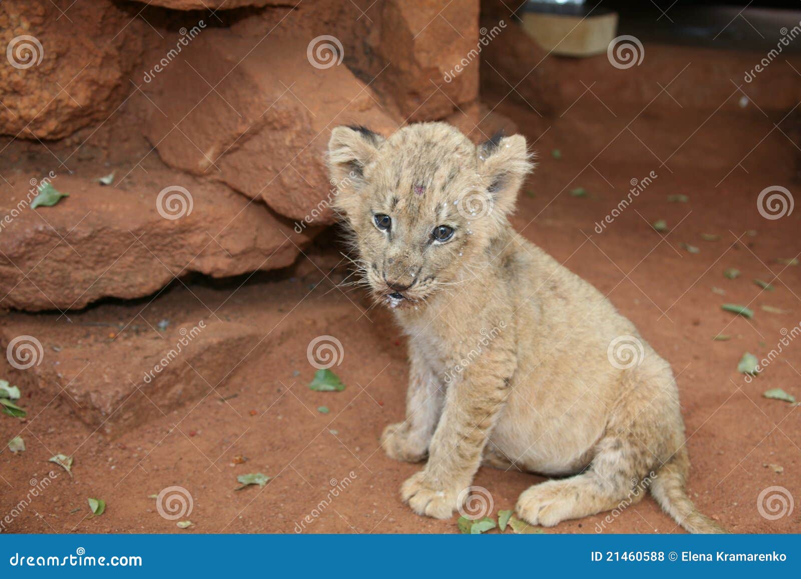 Baby lion stock photo. Image of lion, savanna, baby, safari 21460588