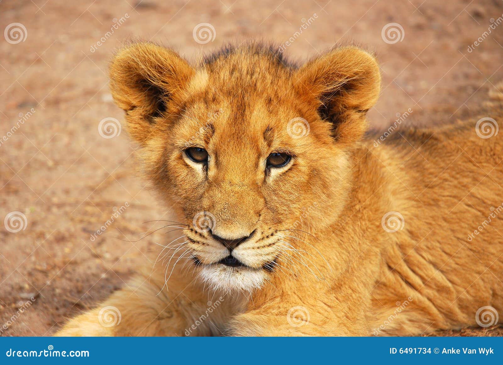 Baby lion stock photo. Image of portraits, outside, cubs 6491734