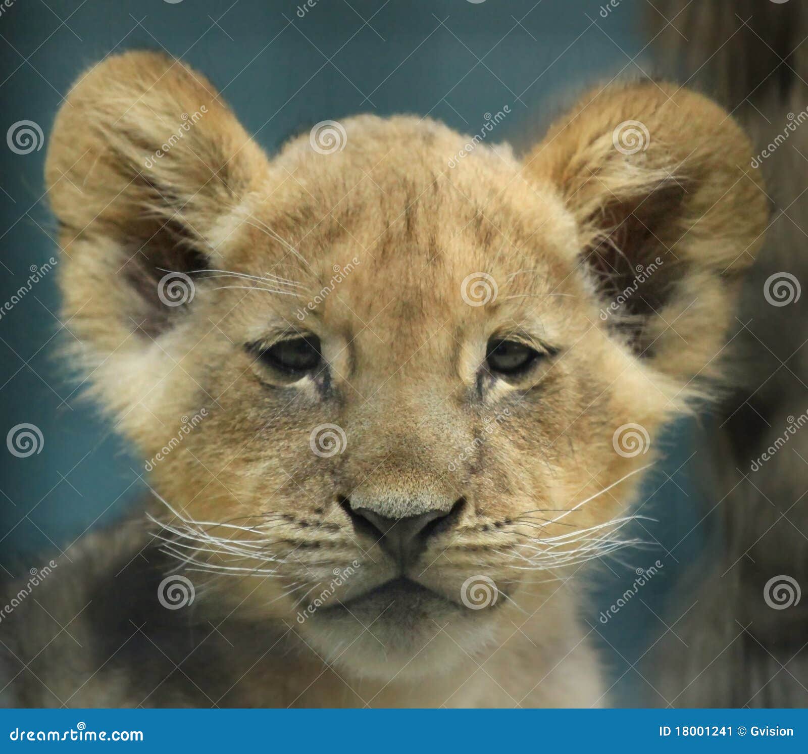 2 047 Sweet Lion Photos Free Royalty Free Stock Photos From Dreamstime