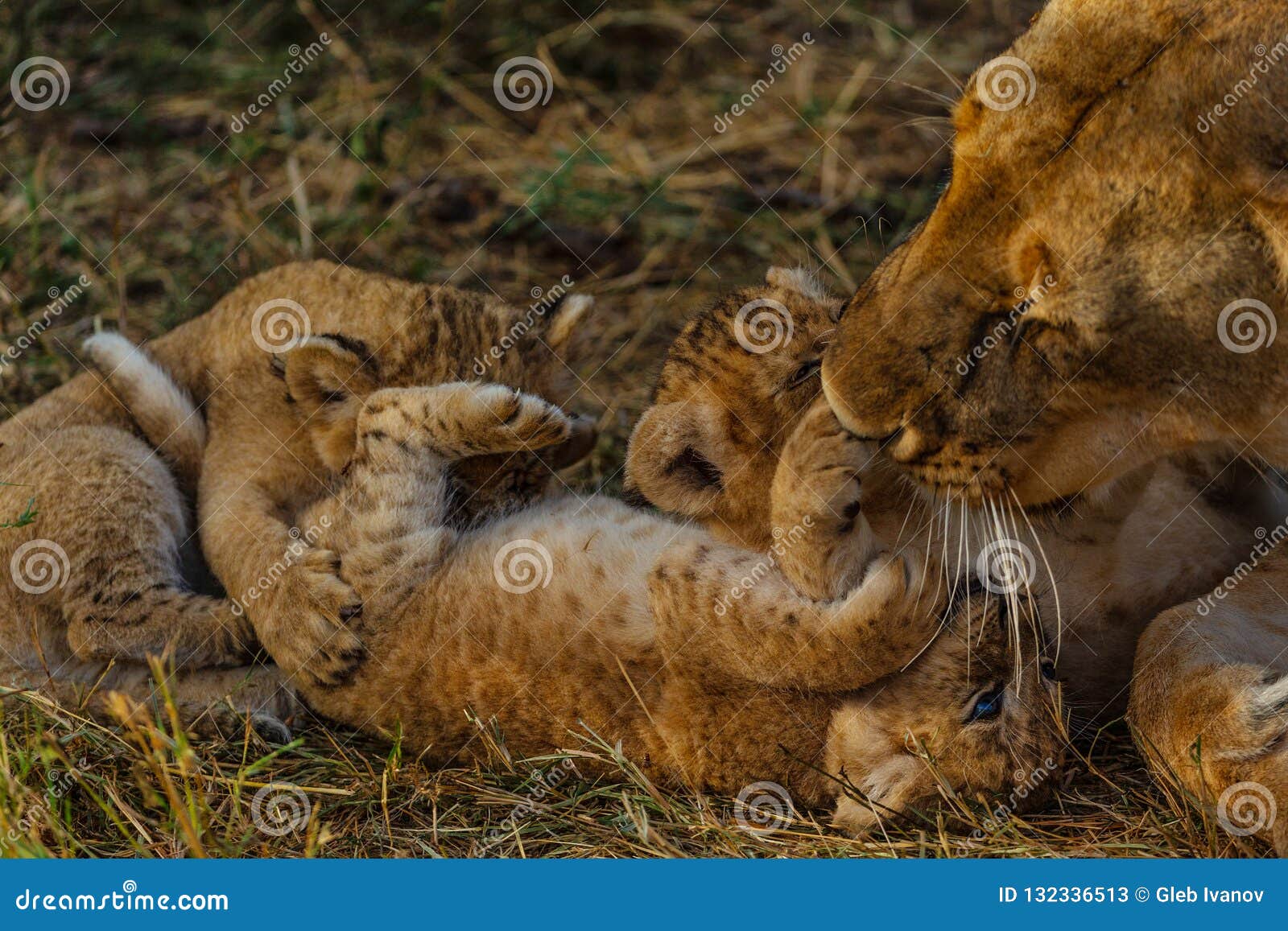 Baby of lion in savannah stock image. Image of bush ...