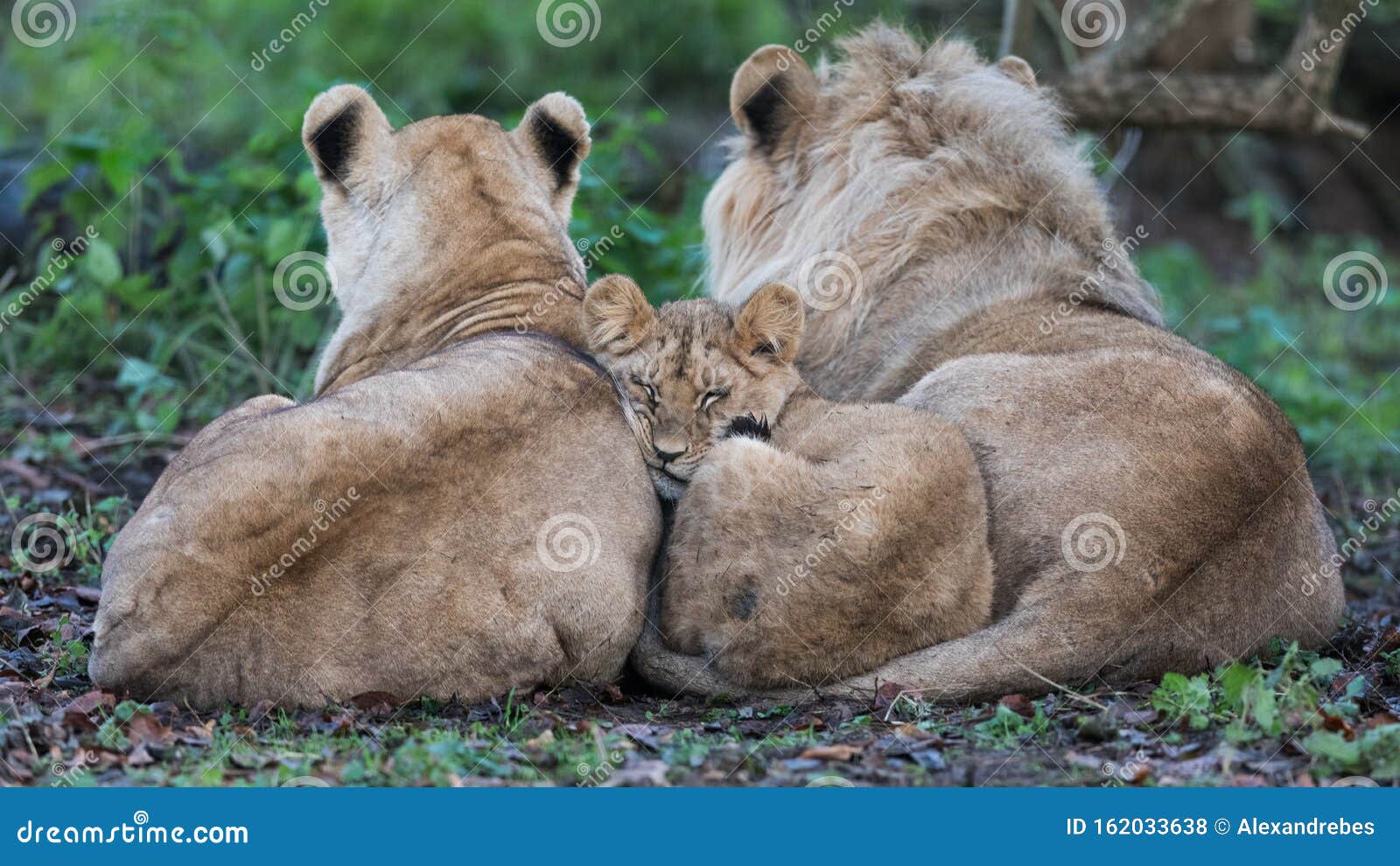 Baby Lion Sleeping Between His Parent In The Meadow Stock Photo Image Of Africa France Baby Lion Sleeping Between His Parent In The Meadow Stock Photo Image Of Africa France