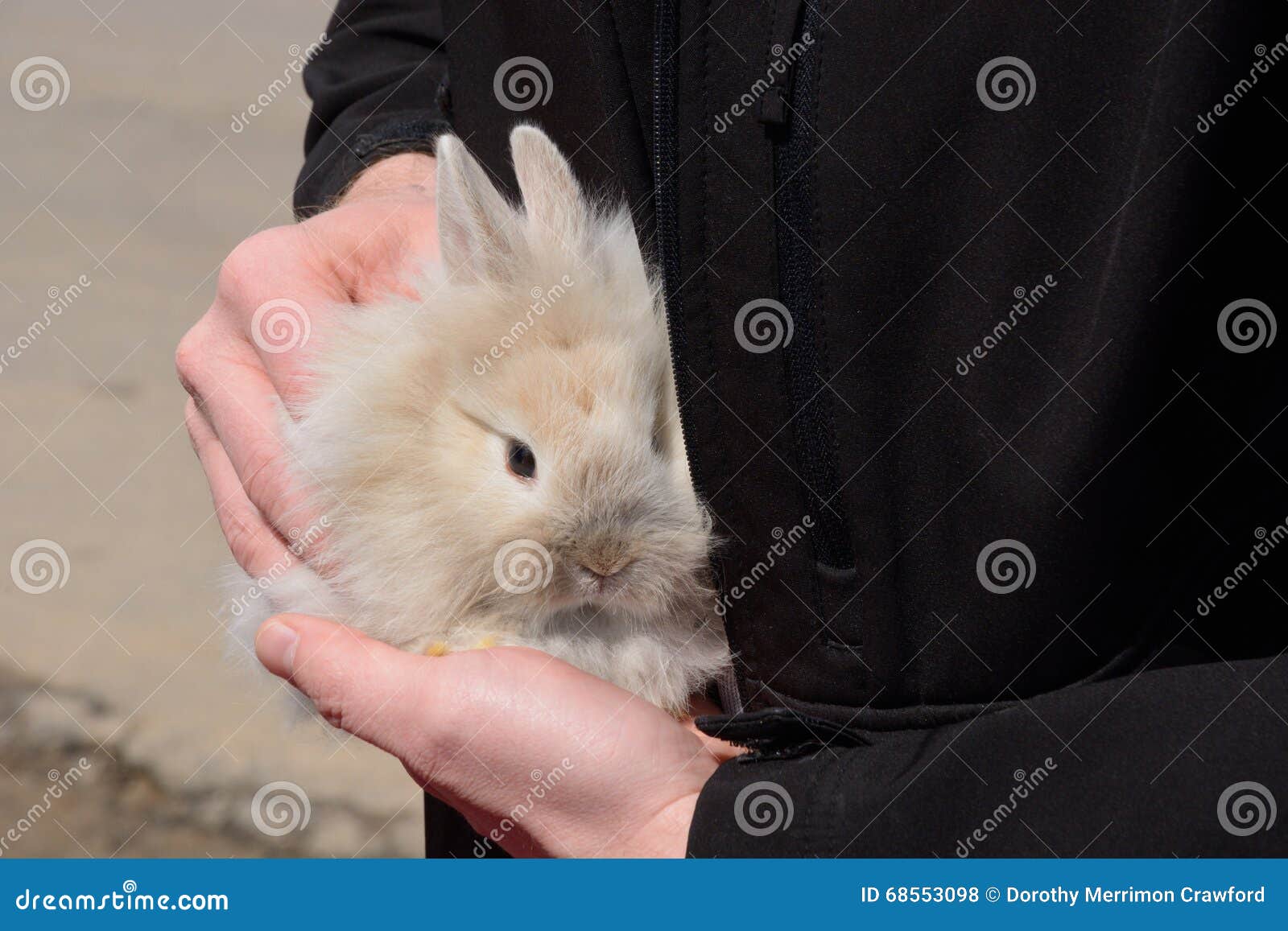 Baby Lionhead Rabbit stock photo. Image of white, bunny 68553098