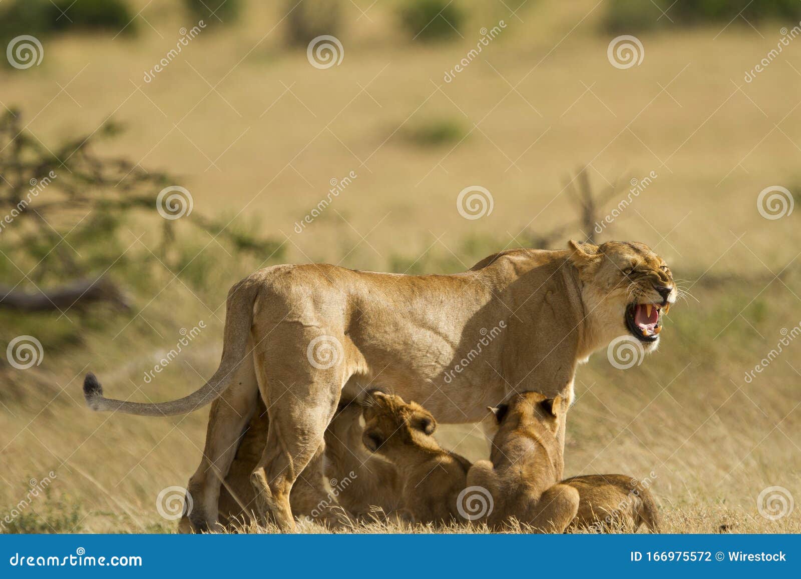 Baby Lions Feeding from the Milk of Their Mother Captured in the Middle of the Jungle Stock Photo - Image of grass, kenya: 166975572 Baby Lions Feeding from the Milk of Their Mother Captured in the Middle of the Jungle Stock Photo - Image of grass, kenya: 166975572