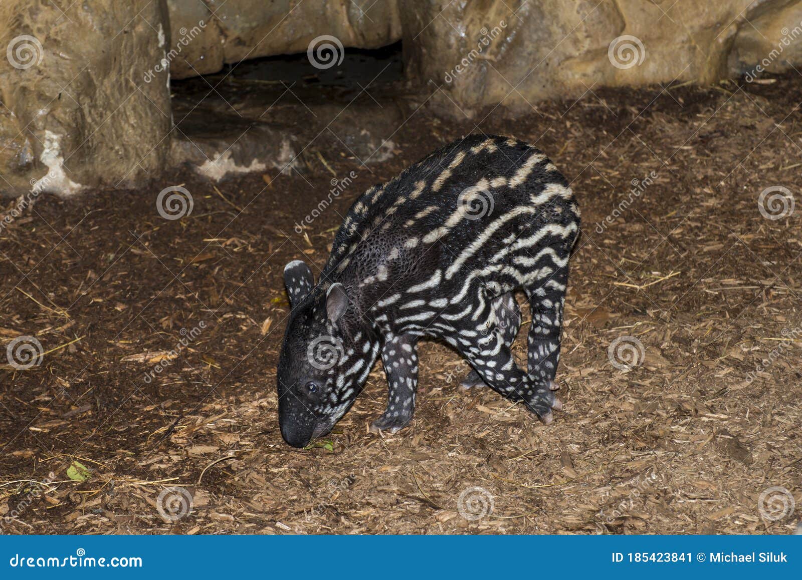 a baby malayan tapir in his pen
