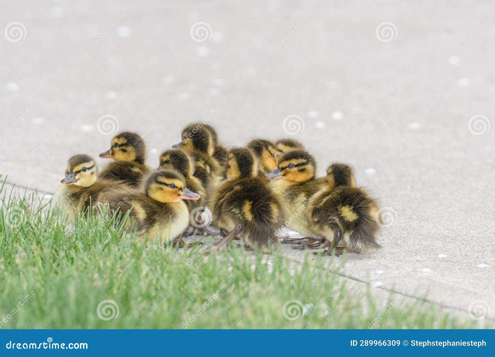 Baby Mallord Ducks Huddled Together Stock Image Image of backyard, ducks 289966309