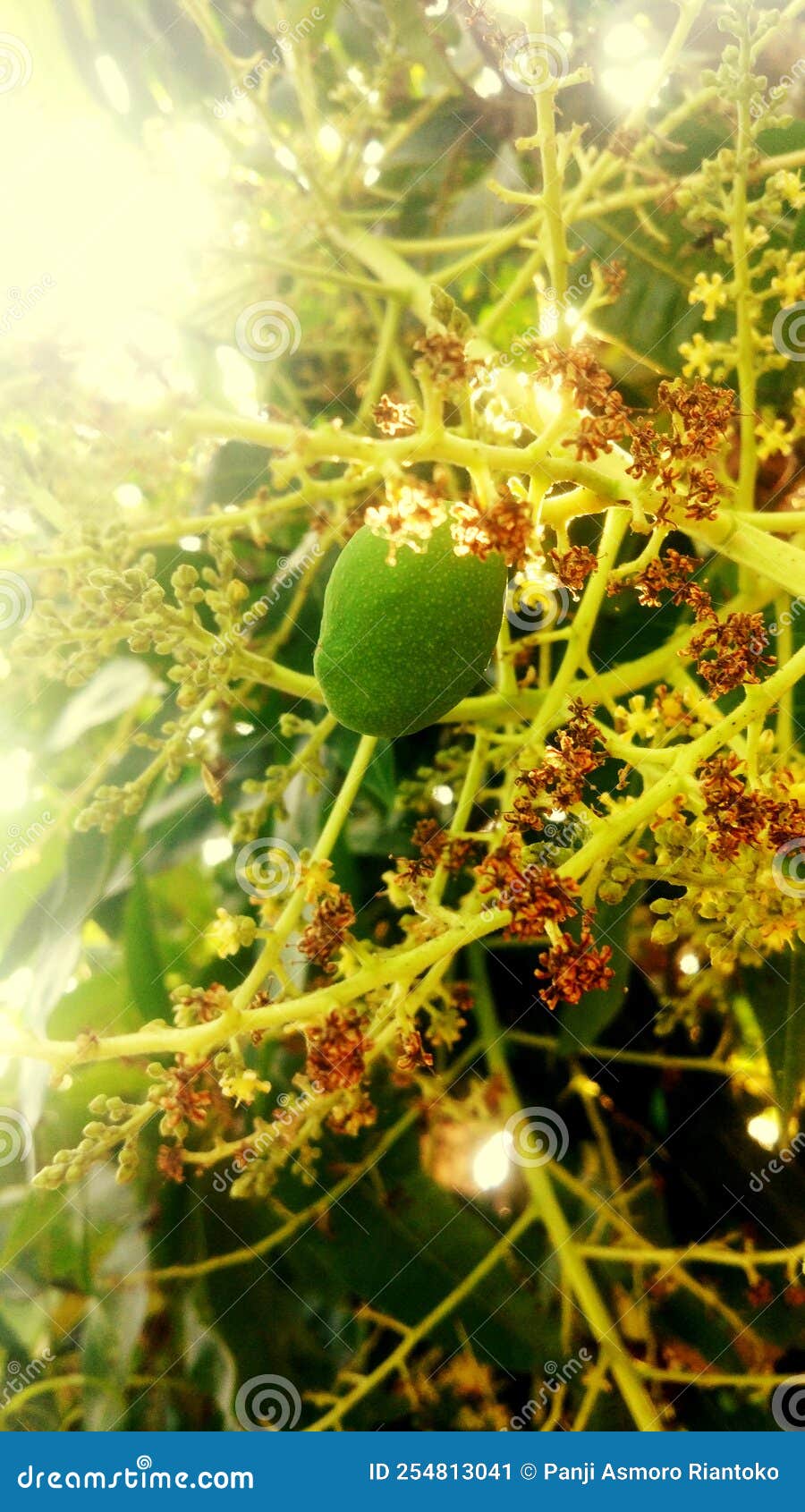 Baby Mango Fruit stock image. Image of green, mango 254813041