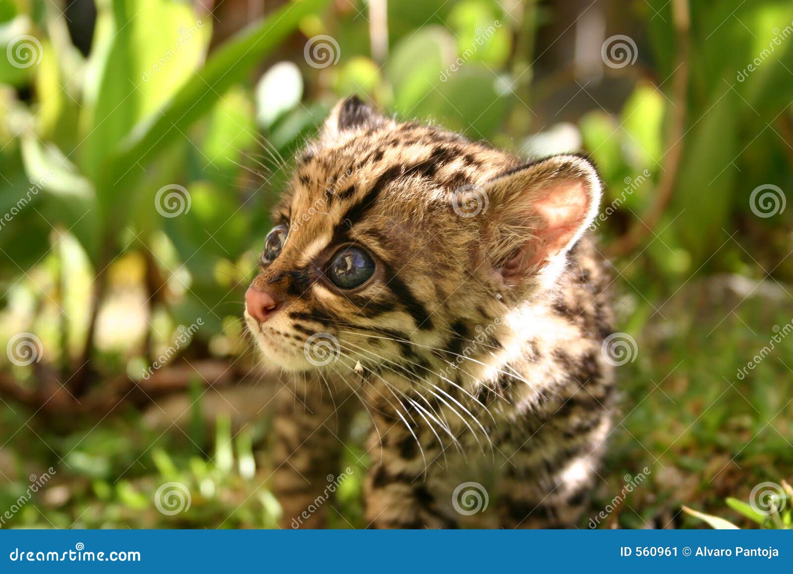 baby margay