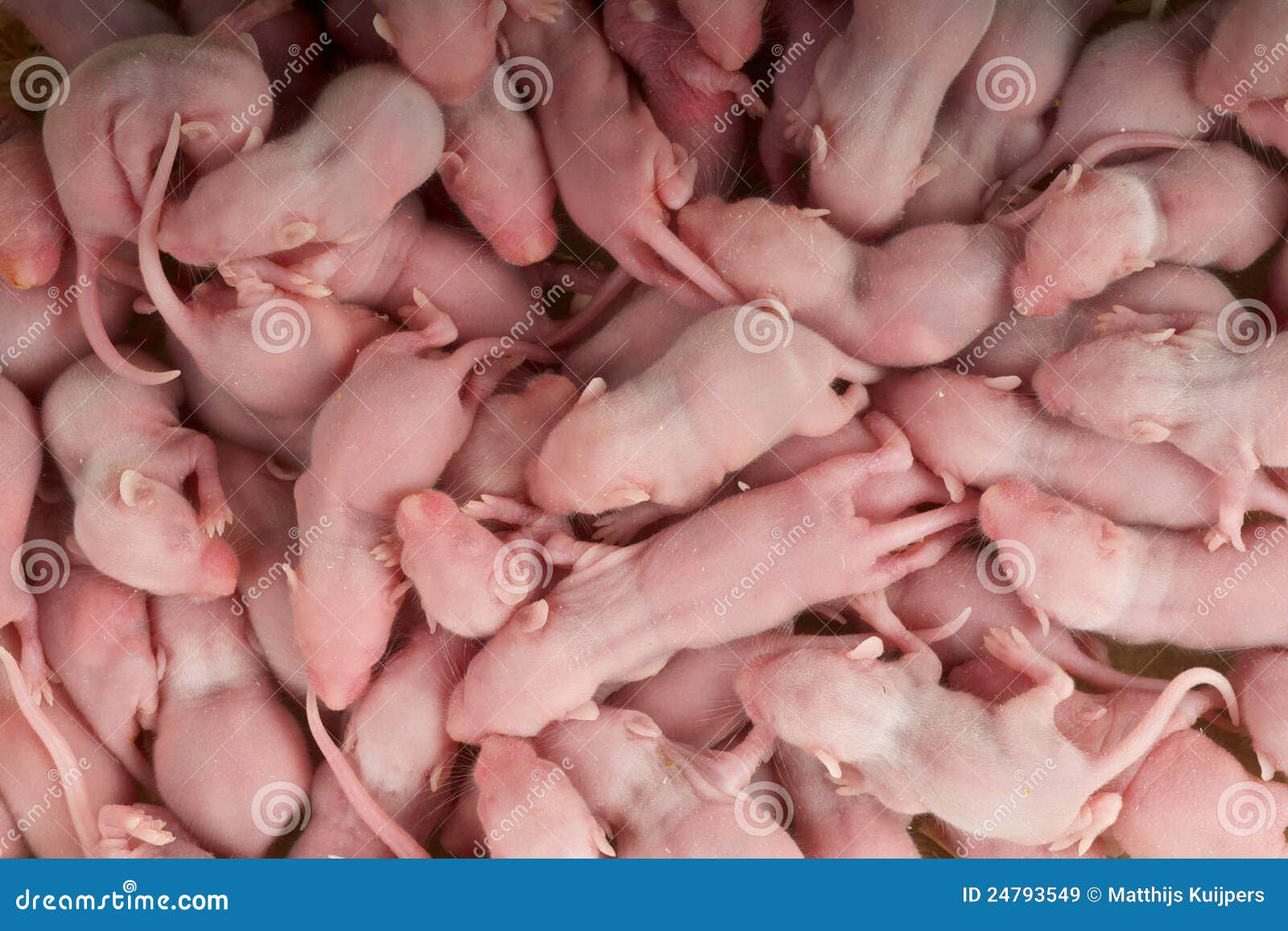 Baby Mice Stock Image Image Of Psychology Pinky Rodent