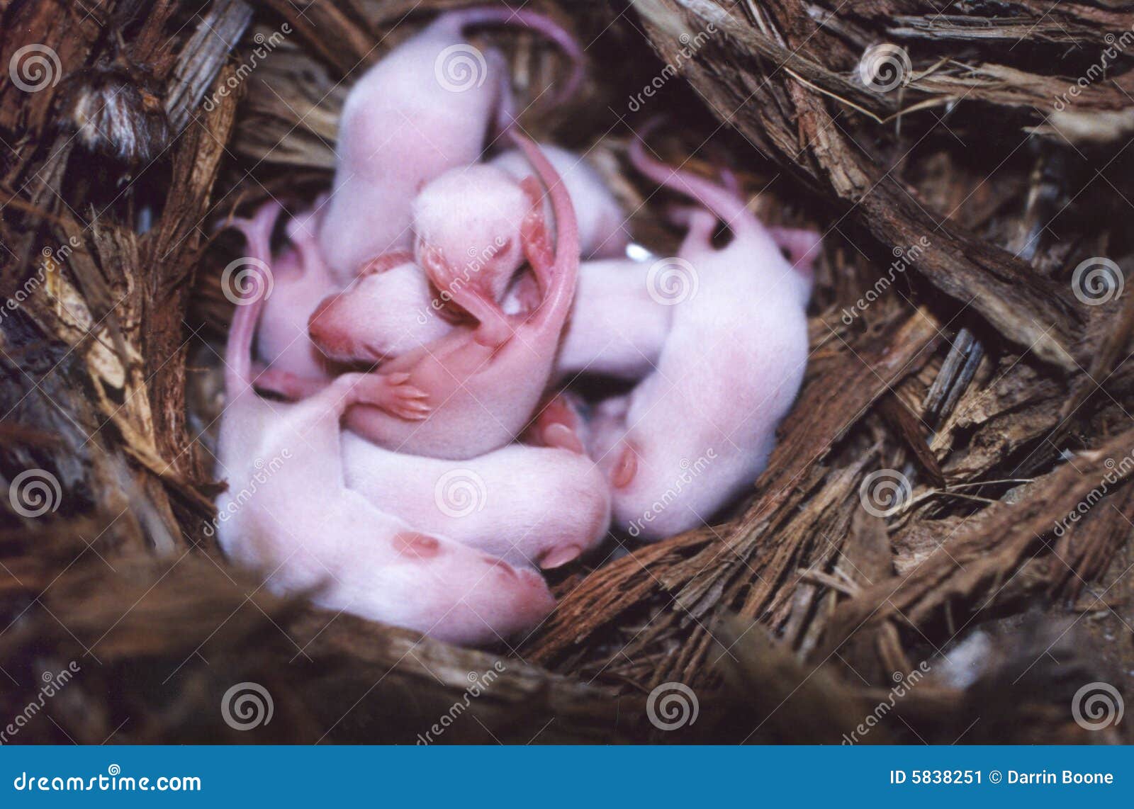 Baby Mice Stock Image Image Of Mammals Litter Animals 551